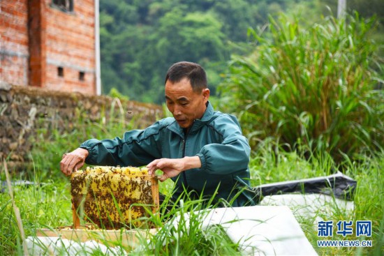 奋力脱贫攻坚 生态追“清”逐“绿”6.jpg