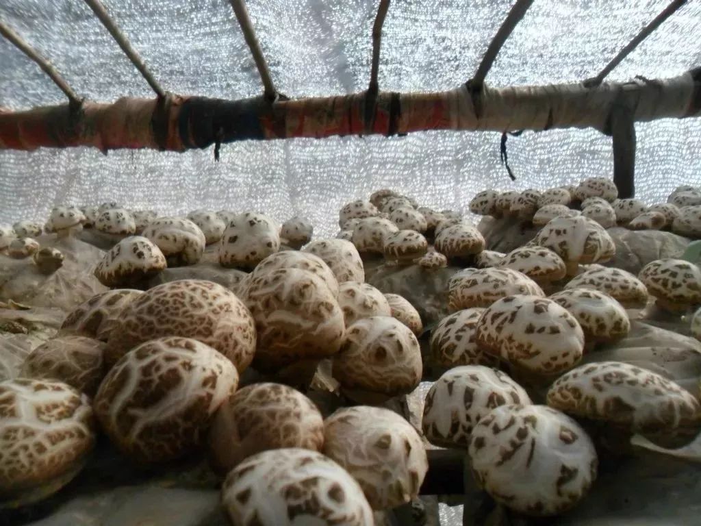 /ueditor/image/2019/03/01/9160a42a62f8da273f0a0f2381c80541.jpeg 农村“脱贫”和企业“扶贫”能不能义利并举?2.jpeg