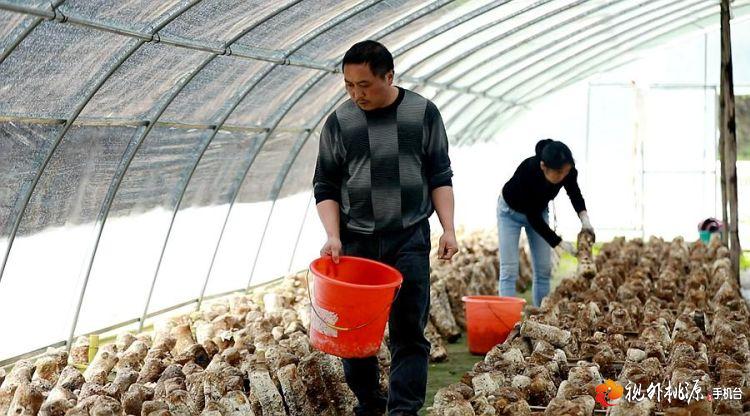 /ueditor/image/2019/04/30/5371eb25062732eb7025a44175237412.jpg 脱贫攻坚丨老乡带老乡 桃源贫困户脱贫有人帮5.jpg