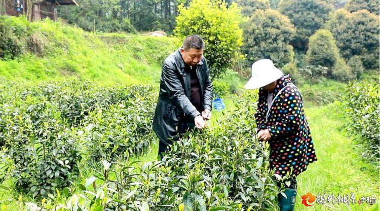 /ueditor/image/2019/04/30/ca012e4f7c63d0a702ad6790ac13a488.jpg 脱贫攻坚丨老乡带老乡 桃源贫困户脱贫有人帮2.jpg