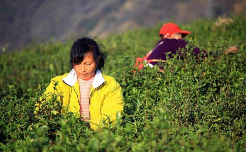 /ueditor/image/2019/05/05/89245b81dfef41e5708af19c9e1c239f.jpg 凌春香:授人以渔兴农村2.jpg