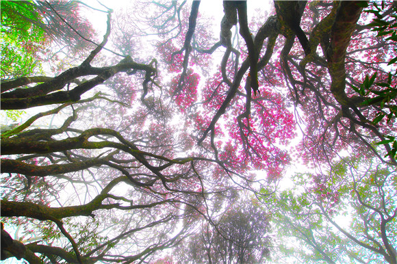 /ueditor/image/2019/05/14/17b1082fb207bb17d195db1e59b12f0d.jpg 南川擦亮旅游“金字招牌”贫困村吃上了旅游饭2.jpg