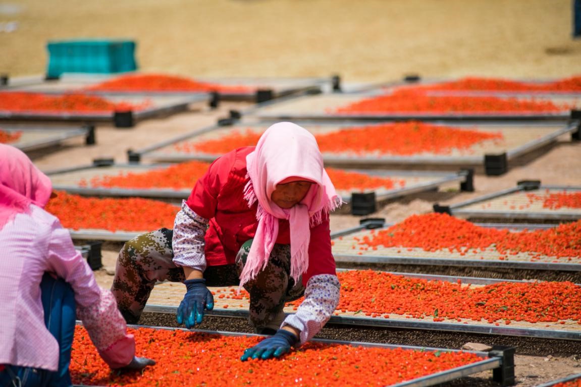 /ueditor/image/2019/07/16/14d965804a09f13a32294c4f966f2dc8.jpg “幸福家园”为宁夏中宁县贫困户增收奠定基础2.jpg