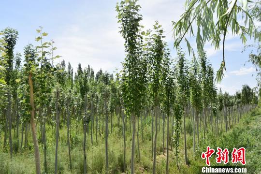 /ueditor/image/2019/07/23/2d7de1bde617ce5d7ea39cc401082cdf.jpg 甘肃瓜州县数十载植树造林:戈壁披绿装 风沙挡城外.jpg