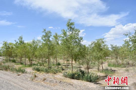 /ueditor/image/2019/07/23/46691b227116486636f9f9e7bd2f1102.jpg 甘肃瓜州县数十载植树造林:戈壁披绿装 风沙挡城外2.jpg