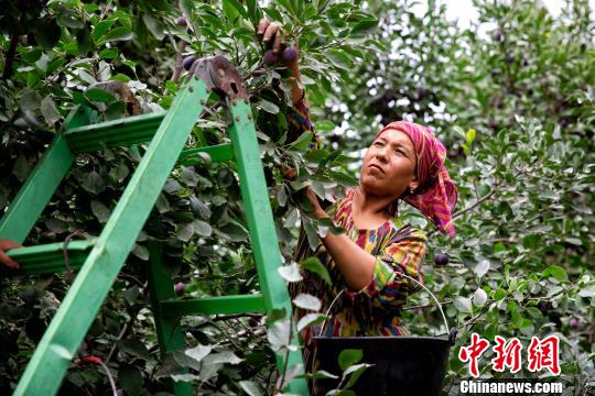 /ueditor/image/2019/08/22/80c86051669b97d3bc6ff2b47ddebd40.jpg 新疆伽师打造高质量特色农产品扶贫.jpg