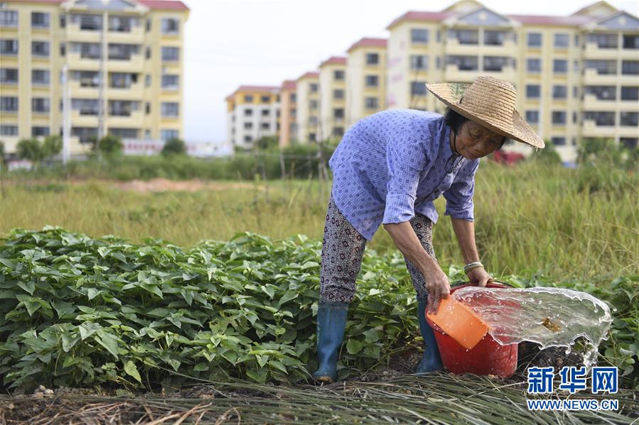 /ueditor/image/2019/08/22/a4256c55f65a72aad865f5b583ae0f4c.jpeg 广西上思:让易地搬迁群众“搬得出、稳得住、能致富”3.jpeg