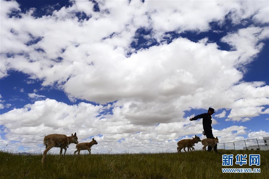 /ueditor/image/2019/08/22/c5706cfd308c62980d6cd6f9675ff80c.jpg 我国自然保护地体系建设取得阶段性成效 1.jpg