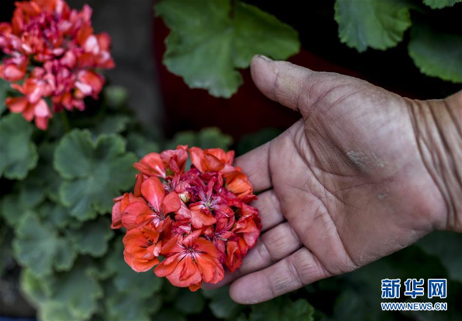 /ueditor/image/2019/08/28/6abaa0add8a2c234112fd6a5321648f1.jpeg “以花为媒”打造美好生活.jpeg