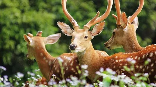 /ueditor/image/2020/02/25/9fddcc732f43e334f1471e5b60962124.jpeg 3C5767C3521FEC357FE71AEA57D33F7E45BA1790_size34_w533_h300.jpeg